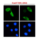 IF - CRISPR/Cas9 Monoclonal Antibody [7A9-3A3] on HeLa cells
