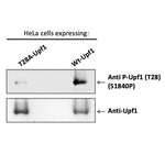 Western blot analysis  of wild-type and phospho-site mutant Flag-tagged Upf1 isogenically expressed in Hela cells and immuno-precipitated with anti-Flag antibody prior to blotting. 