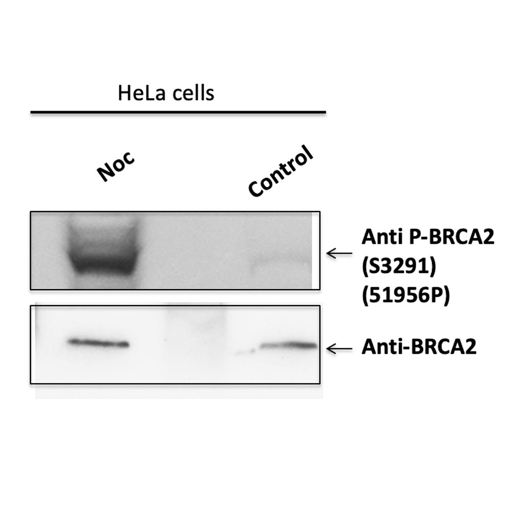 Western blot analysis  of Hela cells  either treated (LH) or untreated with nocodazole prior to analysis of total lysate either with indicated phospho-specific  antibody or anti-BRCA2 antibody by immunoblotting blotting. 