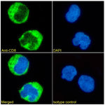 Immunofluorescence analysis of paraformaldehyde fixed Jurkat cells immobilized on Shi-fix™PLUS cover-slips. Primary incubation 1hr (1:50-1:100 dilution) followed by Alexa Fluor® 488 secondary antibody (1:1000 dilution), showing membrane and cytoplasmic staining. The nuclear stain is DAPI (blue). Isotype control: Anti-Fluorescein followed by Alexa Fluor® 488 secondary antibody.