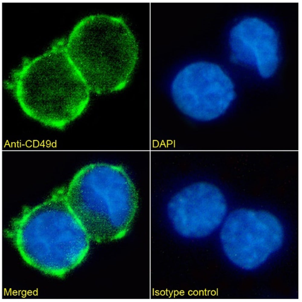 Immunofluorescence analysis of paraformaldehyde fixed K562 cells immobilized on Shi-fix™PLUS cover-slips. Primary incubation 1hr (1:50-1:100 dilution) followed by Alexa Fluor® 488 secondary antibody (1:1000 dilution), showing membrane staining. The nuclear stain is DAPI (blue). Isotype control: Anti-Fluorescein followed by Alexa Fluor® 488 secondary antibody.