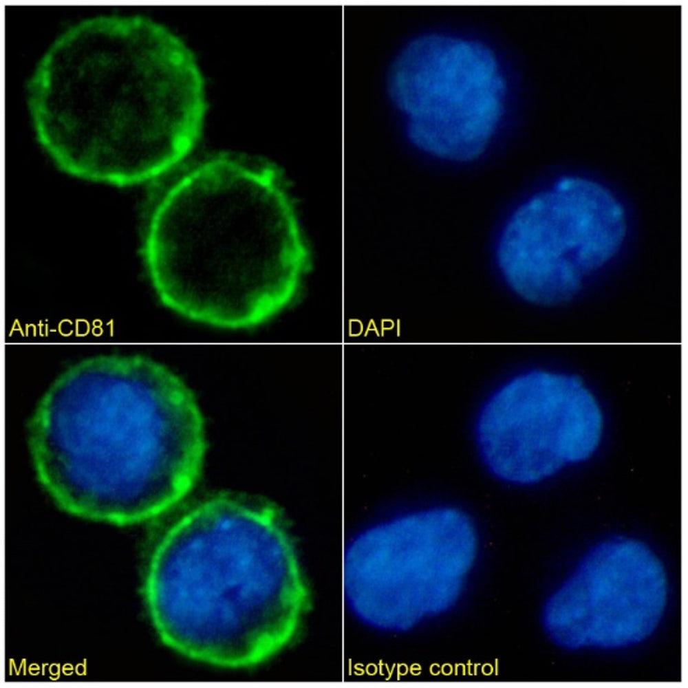 Immunofluorescence analysis of paraformaldehyde fixed Daudi cells immobilized on Shi-fix™PLUS cover-slips. Primary incubation 1hr (1:50-1:100 dilution) followed by Alexa Fluor® 488 secondary antibody (1:1000 dilution), showing membrane staining. The nuclear stain is DAPI (blue). Isotype control: Anti-Fluorescein followed by Alexa Fluor® 488 secondary antibody.