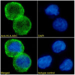 Immunofluorescence analysis of paraformaldehyde fixed Daudi cells immobilized on Shi-fix™PLUS cover-slips. Primary incubation 1hr (1:50-1:100 dilution) followed by Alexa Fluor® 488 secondary antibody (1:1000 dilution), showing membrane staining. The nuclear stain is DAPI (blue). Isotype control: Anti-Fluorescein followed by Alexa Fluor® 488 secondary antibody.