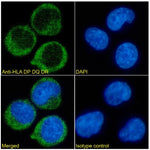 Immunofluorescence analysis of paraformaldehyde fixed Daudi cells immobilized on Shi-fix™PLUS cover-slips. Primary incubation 1hr (1:50-1:100 dilution) followed by Alexa Fluor® 488 secondary antibody (1:1000 dilution), showing membrane and cytoplasmic staining. The nuclear stain is DAPI (blue). Isotype control: Anti-Fluorescein followed by Alexa Fluor® 488 secondary antibody.