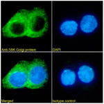Immunofluorescence analysis of paraformaldehyde fixed HepG2 cells. Primary incubation 1hr (1:50-1:100 dilution) followed by Alexa Fluor® 488 secondary antibody (1:1000 dilution), showing cytoplasmic staining. The nuclear stain is DAPI (blue). Isotype control: Anti-Fluorescein followed by Alexa Fluor® 488 secondary antibody.