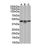 (0.0003µg/ml) staining in HeLa(A), (0.0001µg/ml) staining in MCF7(B) and (0.0003µg/ml) staining in HepG2(C) cells lysate (35µg protein in RIPA buffer). Primary incubation was 1 hour. Detected by chemiluminescence.