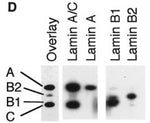 Immunoblotting of Hela cells with Lamin A Antibody (IQ330) clone JOL4