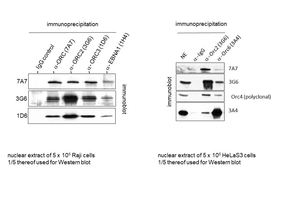 Nuclear extracts were prepared of Raji or Hela cells as shown, and immunoprecipitation was performed with ORC complex specific antibodies followed by Western blotting.  ORC proteins are  immunoprecipitated as a complex, and individual proteins can then be identified by WB